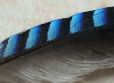 feather.jpg